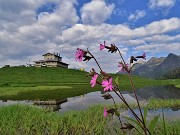 01 Partenza dai Piani dell'Avaro (Albergo-Rifugio Monte Avaro-1704 m) con fiore di Silene dioica